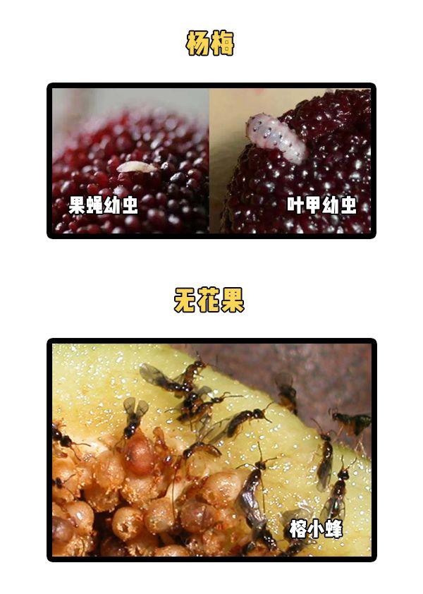 吃一口西兰花,等于吃10条虫子?