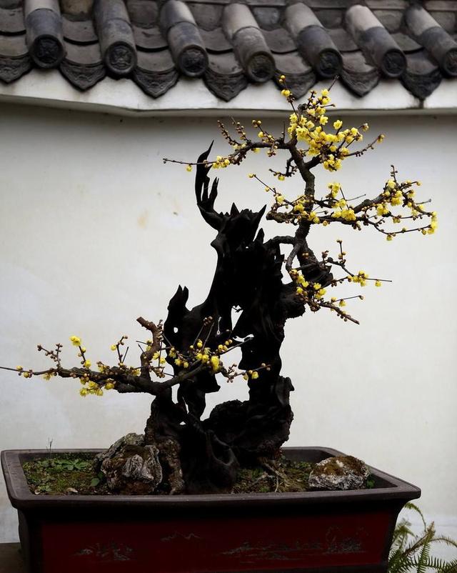 腊梅是中国传统名花养成盆景后该怎么修剪造型
