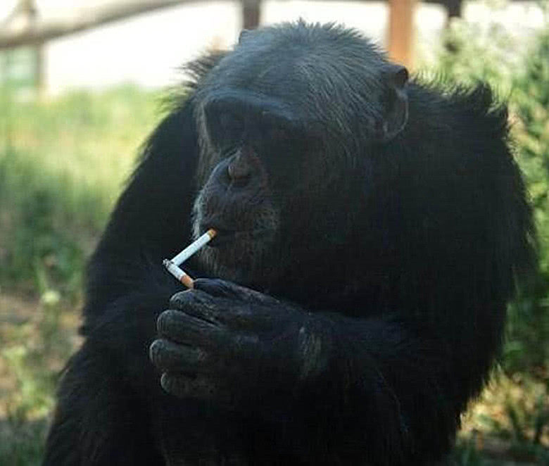 黑猩猩抽烟成瘾,扬言只要不给烟就揍饲养员,原因竟如此荒谬
