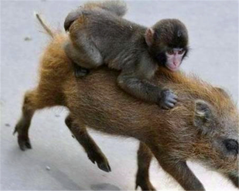 猴子骑着野猪做出奇怪动作人们尴尬看完才意识到自己错了