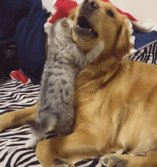 312_331gif 动态图 动图