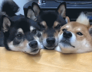 搞笑gif:你哥被骗一次就学乖了,就你傻的无可救药