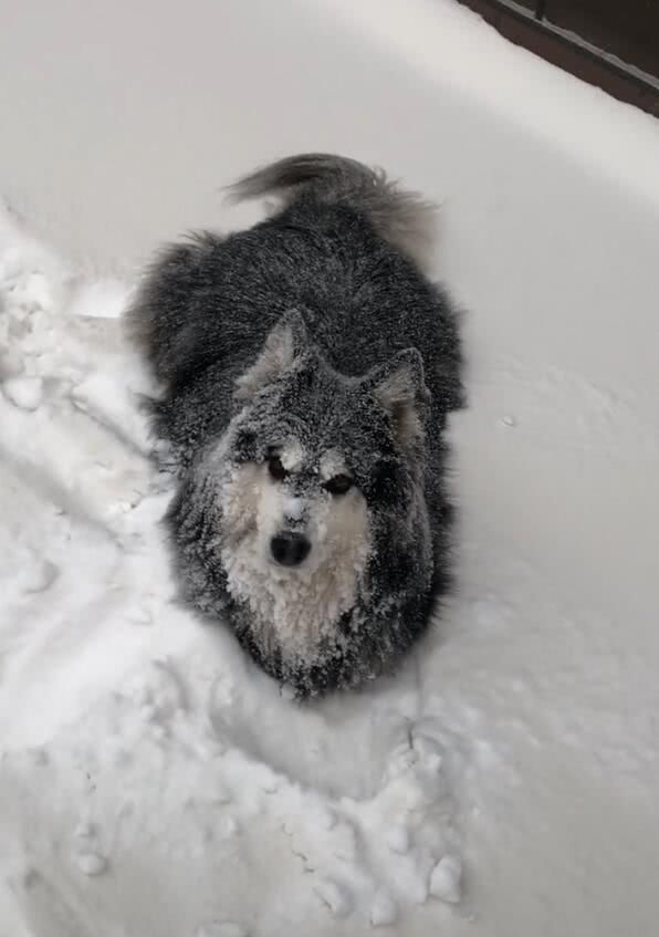 狗狗趴在雪里不回家,主人冷得瑟瑟发抖,阿拉斯加:舒服!