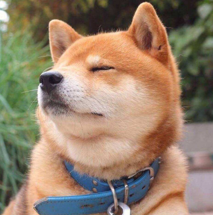 柴犬在网上当表情包异常火爆可是现实中为啥却很少见人养