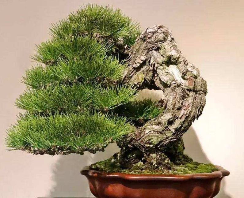 松树盆景的养护方法,平时注意这“5点”,生长好观赏性强|松树|盆景|养护_新浪新闻