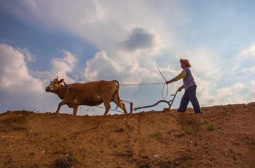 专家:今年过后,农民可能都将不再种地!老农:你来种?