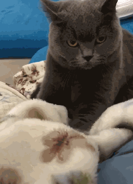 男子用鱼干引诱猫按摩,猫咪的眼神网友笑喷,喵:小样,给我等着