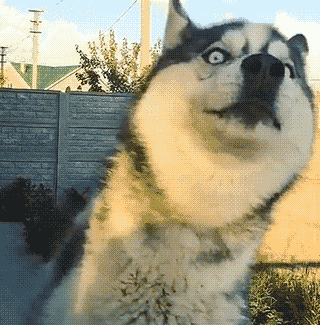 事实证明哈士奇的蠢都是装出来的哈士奇呵天真