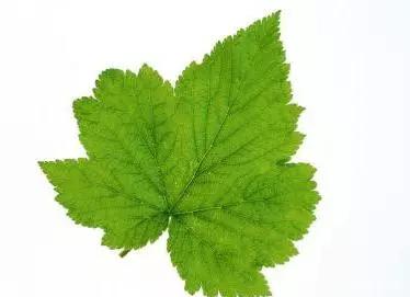 b,16叶子a,16叶子