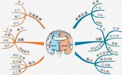 左脑侧重于理性思维,善于推理,逻辑性强;右脑侧重于感性思维,善于创新