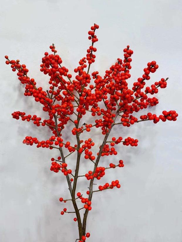 北美冬青盆栽,在冬季的时候非常的漂亮,是一种高颜值的盆栽|冬青|盆栽