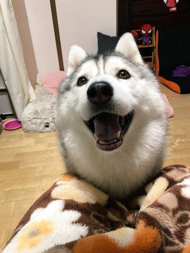 这只哈士奇真的超可爱!平常没笑的样子就一脸无害