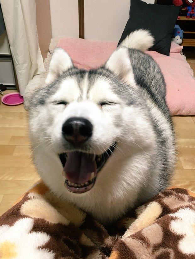 这只哈士奇真的超可爱!平常没笑的样子就一脸无害