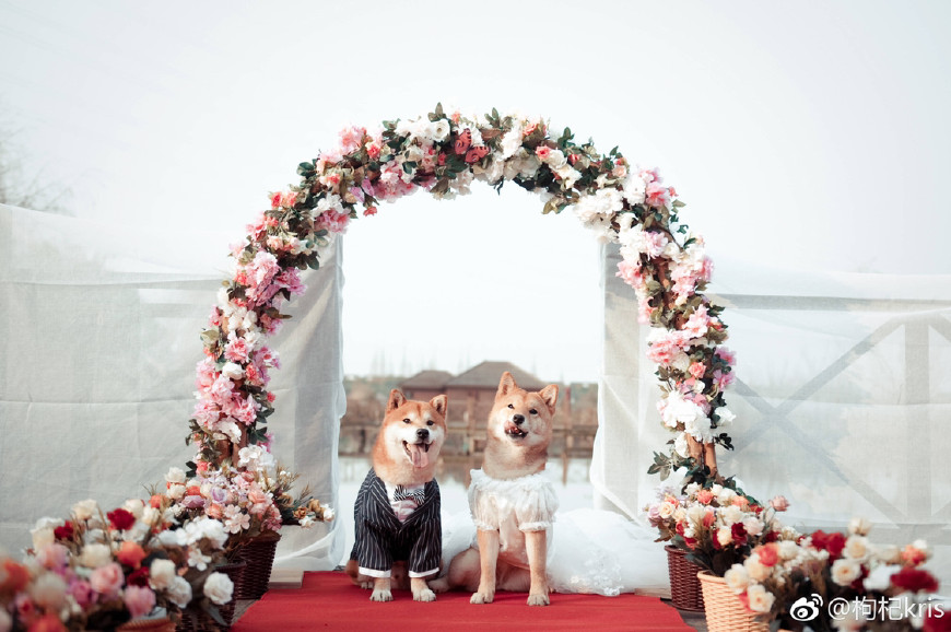 郑爽张恒转发狗狗结婚照疑好事将近,结婚感言超长,感谢女方下嫁