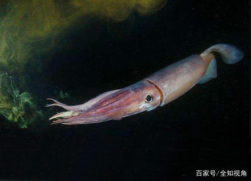 "红色恶魔"美洲大赤鱿,食性贪婪,连同类都不放过!