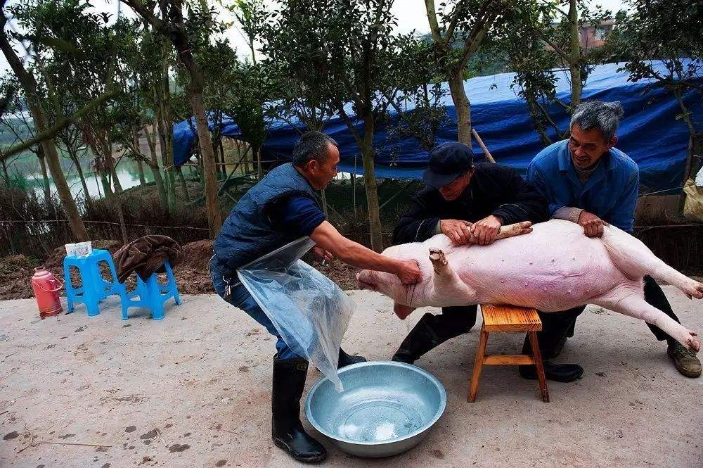 农村宰牛时,牛为什么会落下眼泪?真实原因让人泪目!