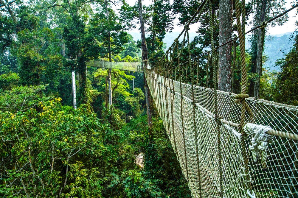 树冠走廊,行走在空中|望天树|树冠|走廊_新浪新闻