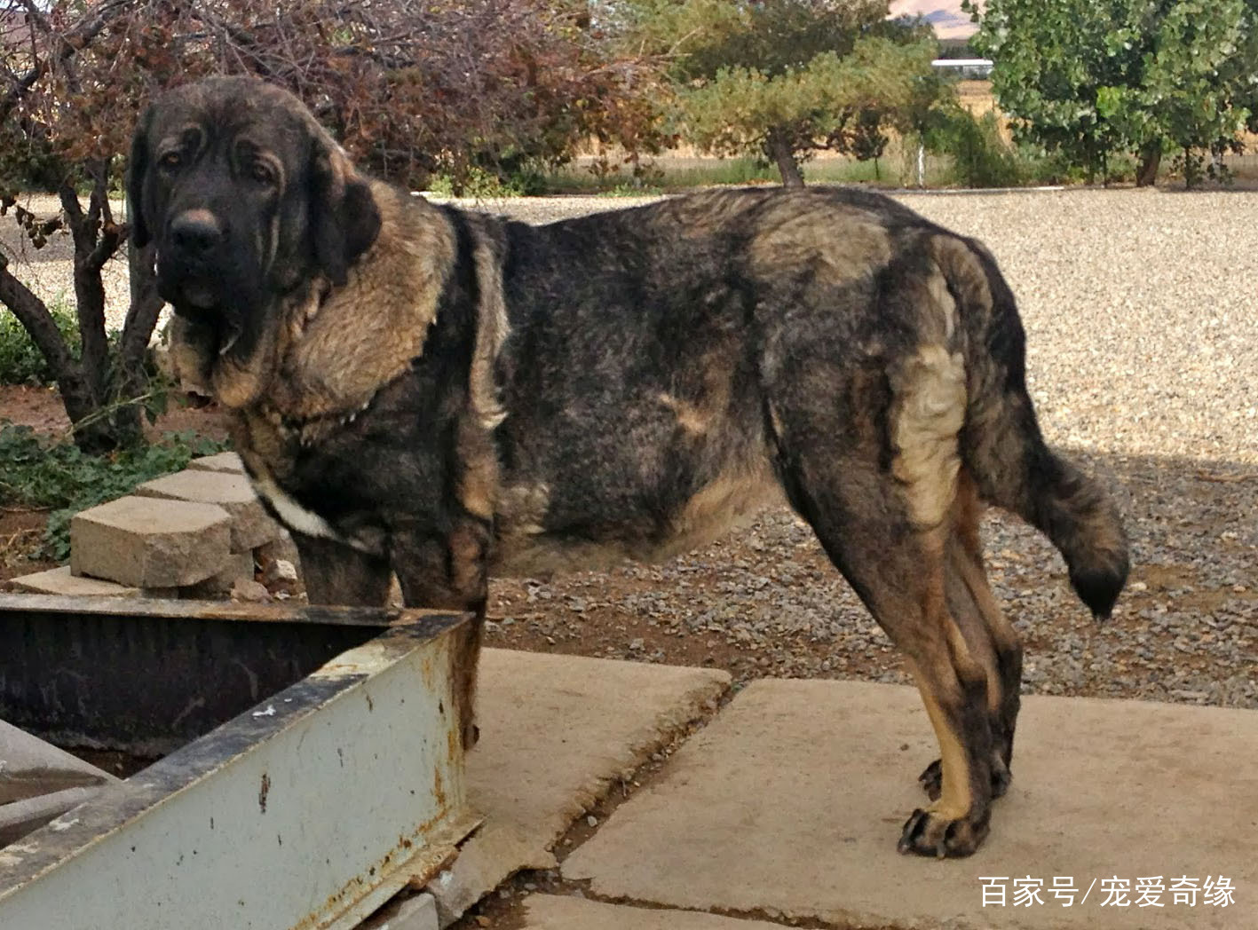 源自公元9世纪的獒犬数千年从未离开草原比藏獒还要古老