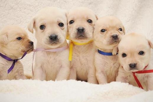 武汉有哪些狗狗幼儿园招生(武汉市武昌区幼儿园最新招聘信息)