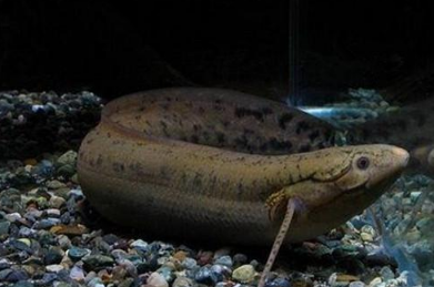 这种鱼生活在沙漠中,没有水也能够坚持4年,生命力非常顽强