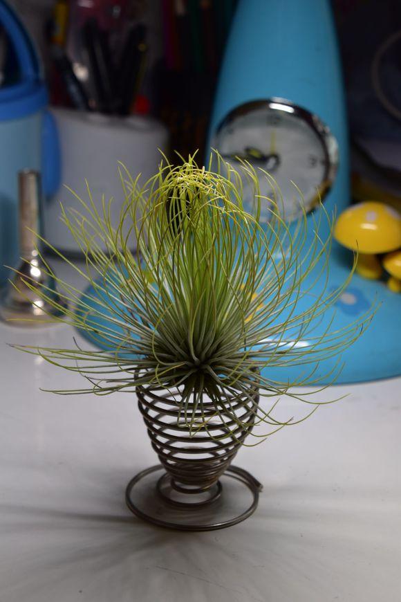 不浇水都能活不死花空气凤梨该怎么养护这些方法你知道吗