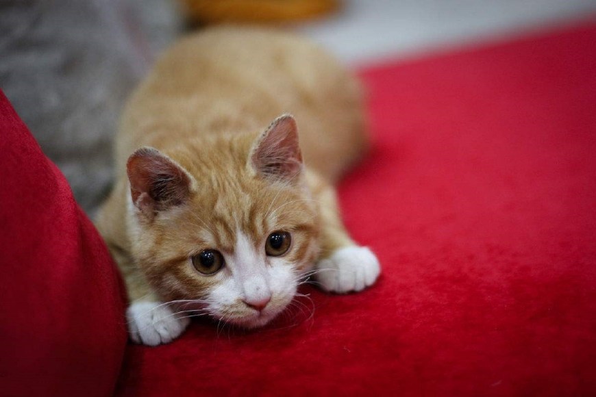 我国的黄狸猫,被称为中国虎斑猫,目前正在申请纯血统认证