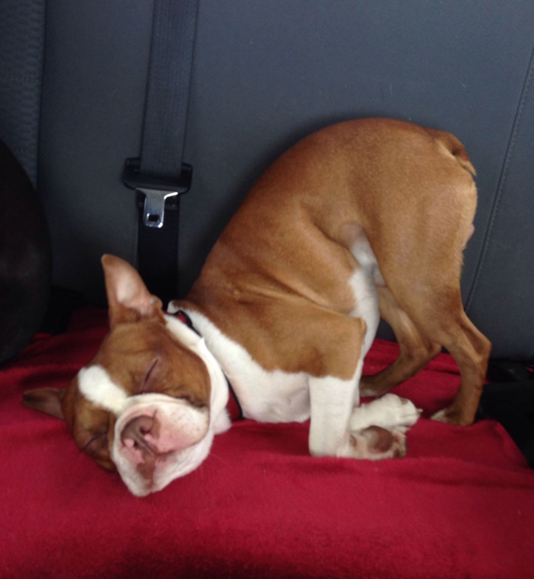 资深铲屎官解读狗狗这五种睡姿,原来汪星人的内心戏很足!