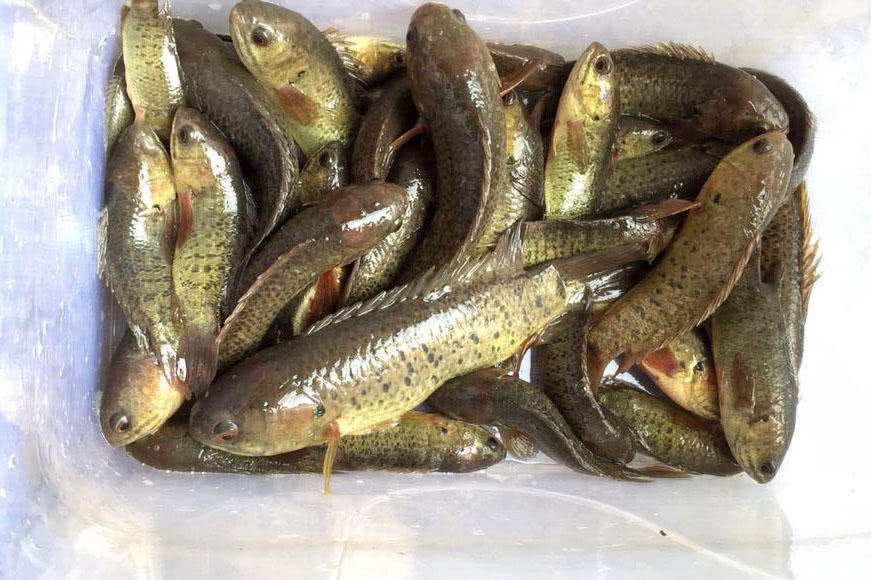 在广东地区臭水沟里,这种其貌不扬小鱼特别多!