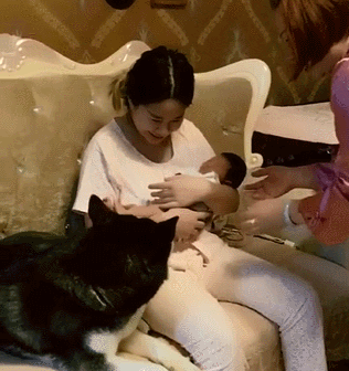 女主人生完孩子后,哈士奇把自家当爸爸不让任何人去摸,表情亮了