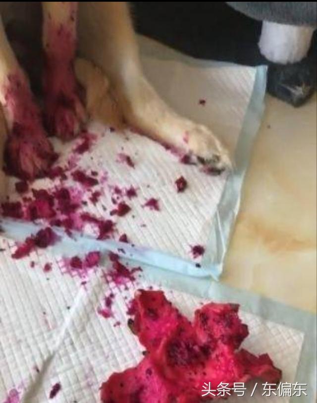 主人下班回家 狗狗满身是"血"走近一看顿时来气 笑爆了