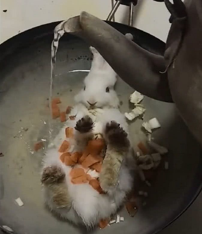 女孩恶作剧,假装把兔子放在锅里煮,兔子的反应却让全家人傻眼!