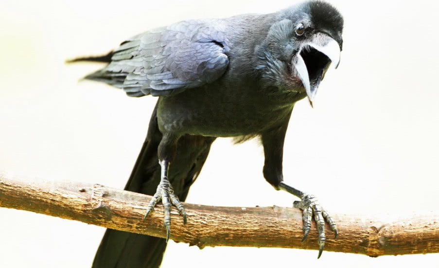 非常记仇的几种动物,若是你惹了它们,那么你将受到无休止的报复