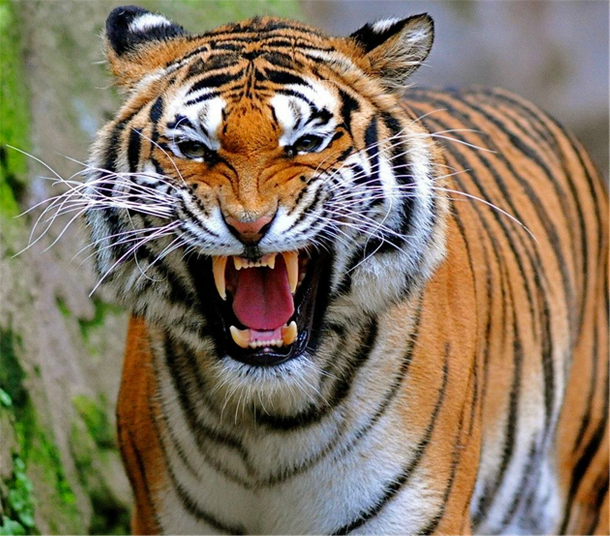 老虎狮子不吃大熊猫吗看来你不知熊猫发飙的样子