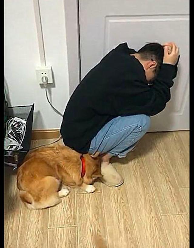 田园犬和男主人一起被女主人惩罚,狗狗:好巧啊!你也在这里?