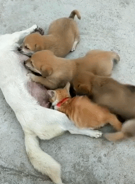 橘猫跟小狗抢奶喝,小狗心急如焚就是抢不上,力气竟不如一只猫大