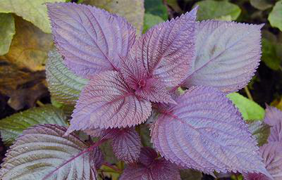 这种植物有一股难闻的气味,但很多人却喜欢吃,殊不知是一种药材