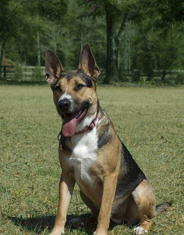 德牧睡觉都在咬自己的爪子,网友:主人是在虐待你吗?