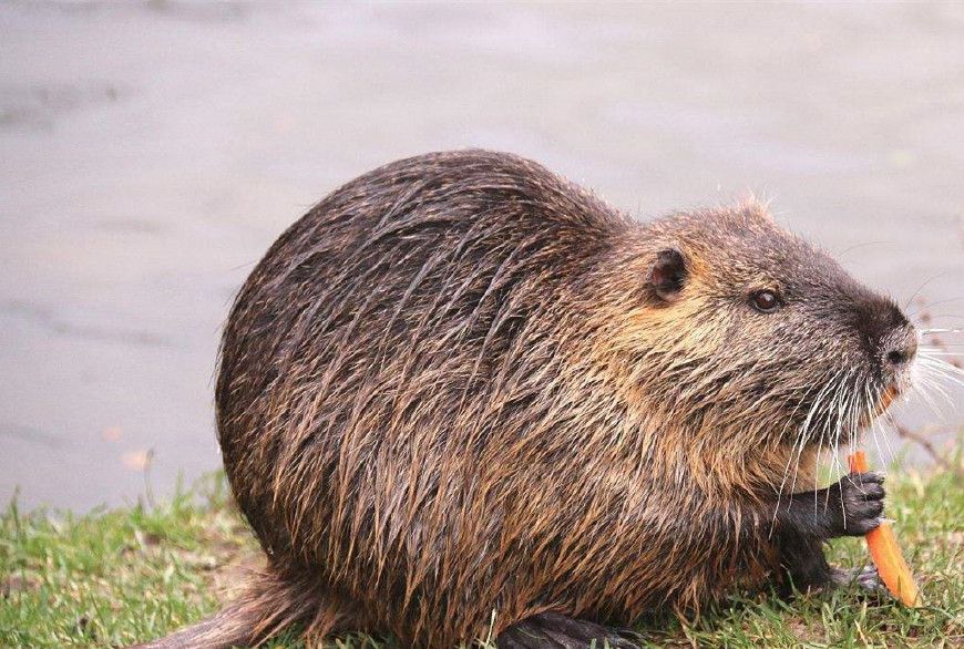 的农民工请注意,千万避开这4种致富骗局|农民工|骗局|海狸鼠_新浪网