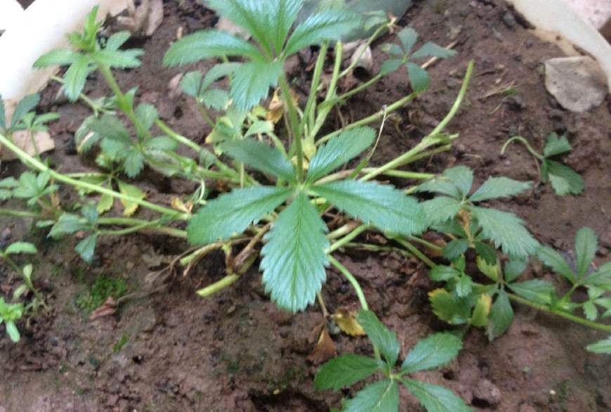 农村路旁的一种野草名叫五匹风是常见的一味草药你认识吗