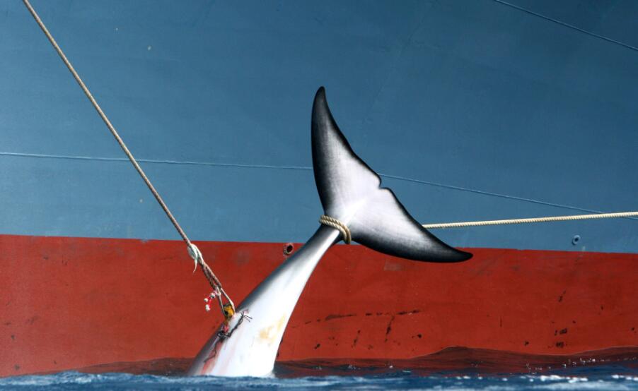 而在新的日本以"科学捕鲸"名义之下,他们真正的真相是"从不放下的鱼叉