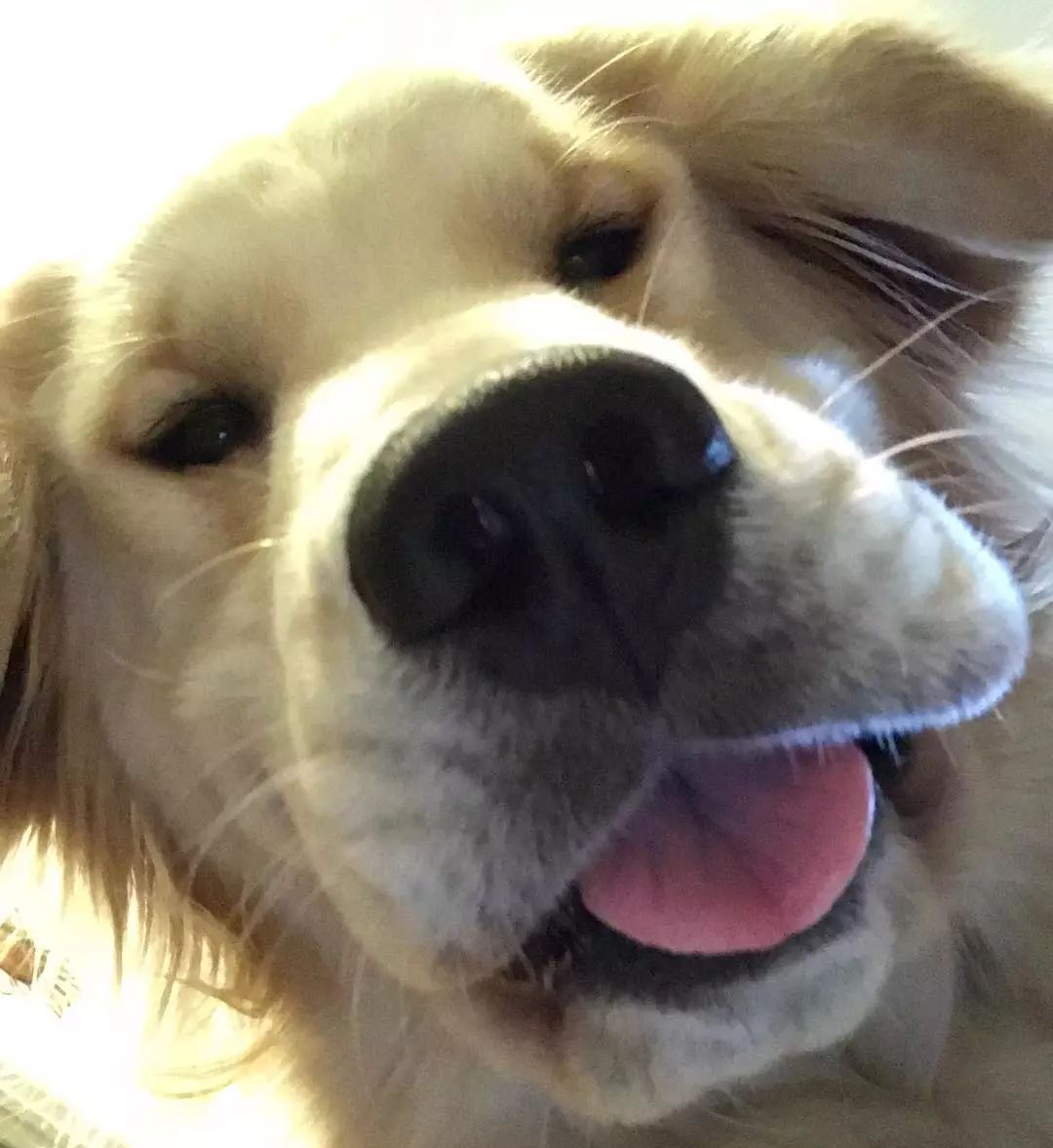 金毛|狗狗|相机_新浪新闻