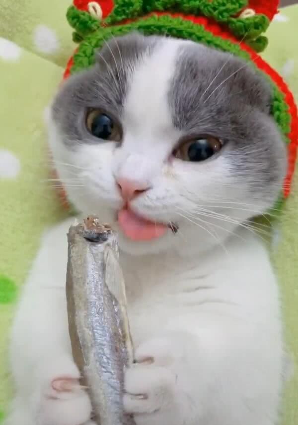 小猫咪吃上鱼干,双手抱着咬,眼睛眯上让人萌出一脸血