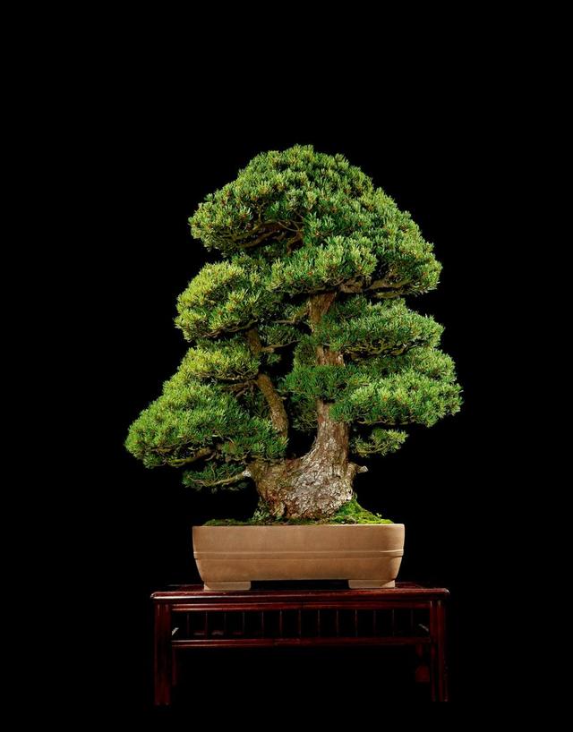 五针松盆景品种珍贵日常养护要小心造型更显气势