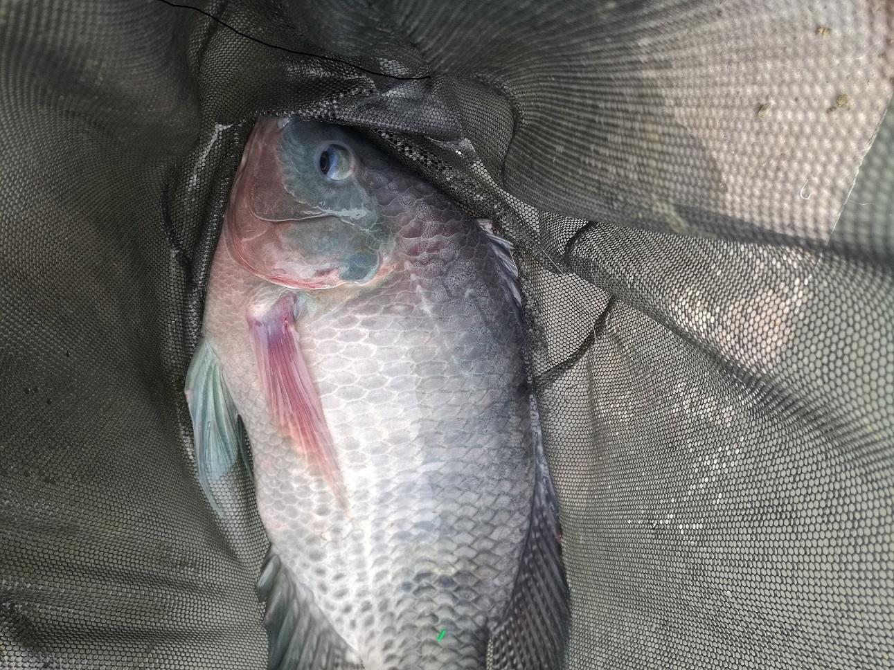 水库钓到的鱼,身上有一个黑点,据说还是外来物种