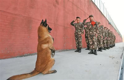军犬退役后会被处死,到底是真的还是假的?和想象的可能不同