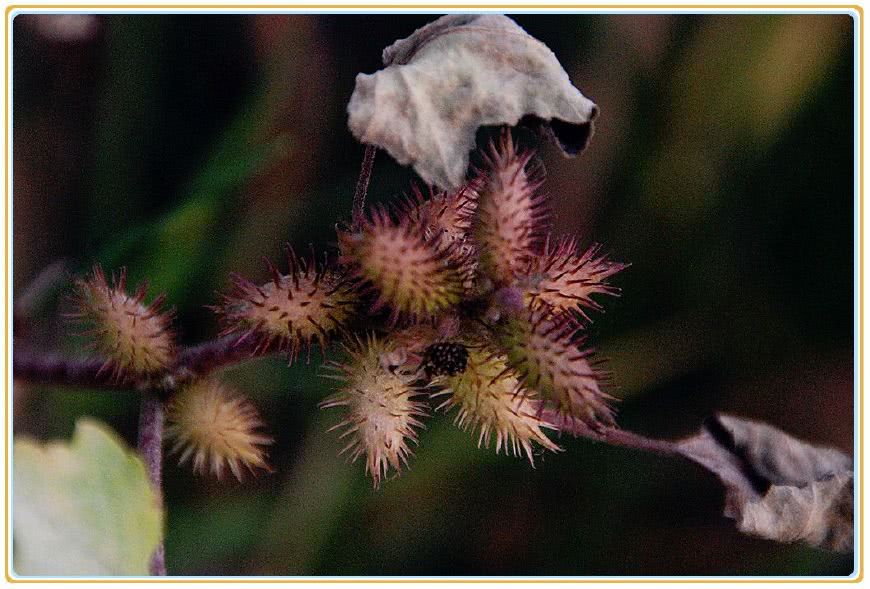 狗见了都绕道走,没想到价值珍贵,你家有吗|苍耳|果实|苍耳子_新浪新闻