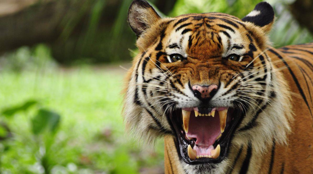 将50只东北虎放入非洲会不会发生虎啸非洲事件别想太多