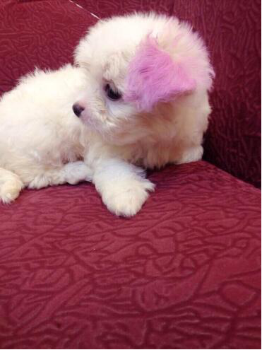 网上学习了染色的方法,避开了狗狗的眼睛和嘴巴,而是直接的染在耳朵上