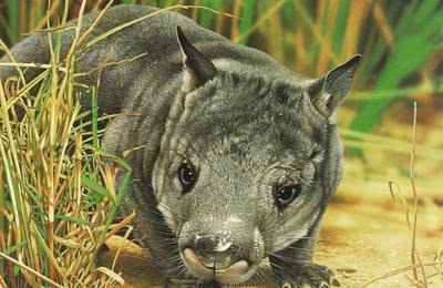 5种近代灭绝动物,图三曾被人成功复活,只在世上幸存了7分钟