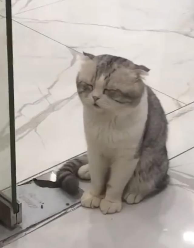 猫咪等主人加班,困成狗却不肯先睡,下一个表情让主人笑到腹疼!